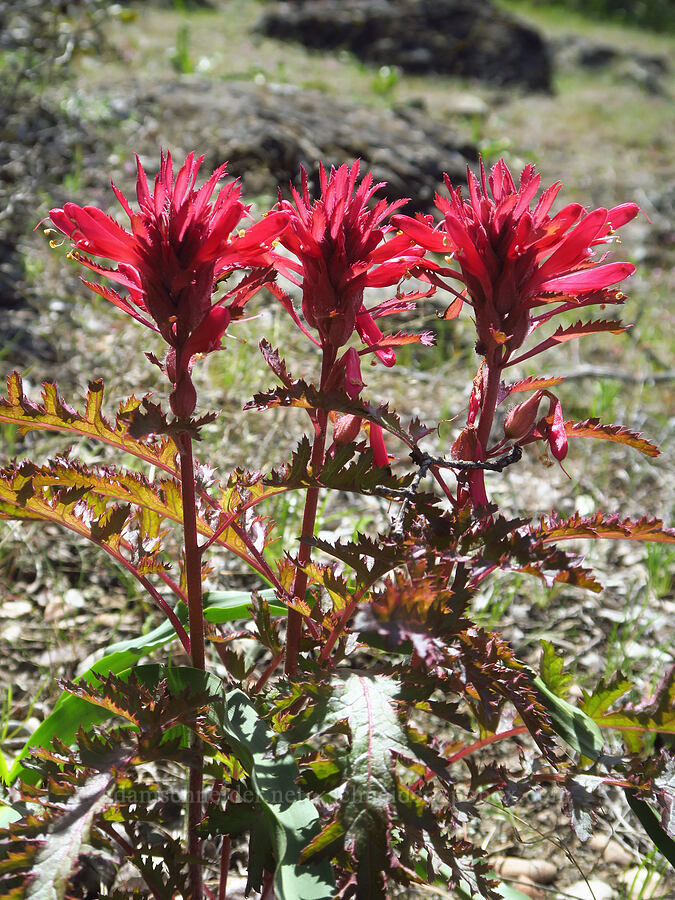 warrior's plume lousewort (Pedicularis densiflora) [Destanella Flat, Colusa County, California]