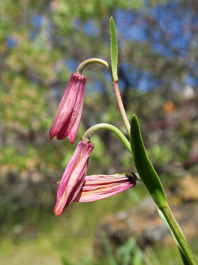 adobe lily, fading (Fritillaria pluriflora) [Destanella Flat, Colusa County, California]