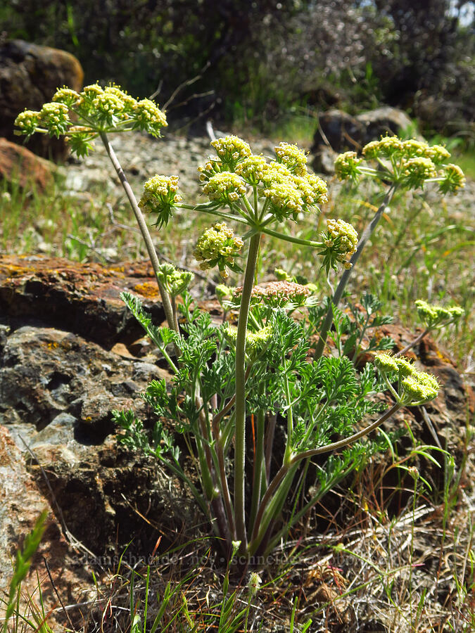 big-seed biscuitroot (Lomatium macrocarpum) [Destanella Flat, Colusa County, California]