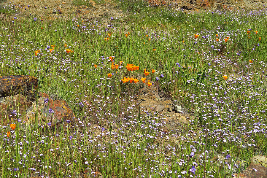 wildflowers (Eschscholzia californica, Gilia tricolor, Dipterostemon capitatus (Dichelostemma capitatum)) [Destanella Flat, Colusa County, California]