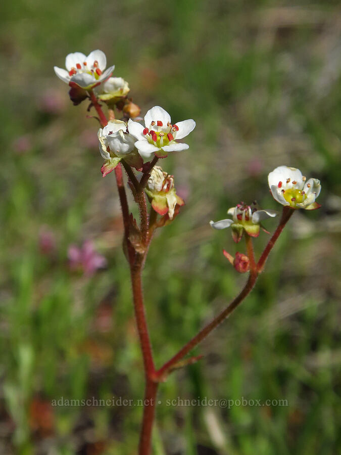 California saxifrage (Micranthes californica (Saxifraga californica)) [Destanella Flat, Colusa County, California]