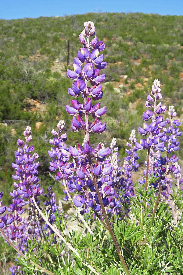 silver bush lupine (Lupinus albifrons) [Highway 20, Colusa County, California]
