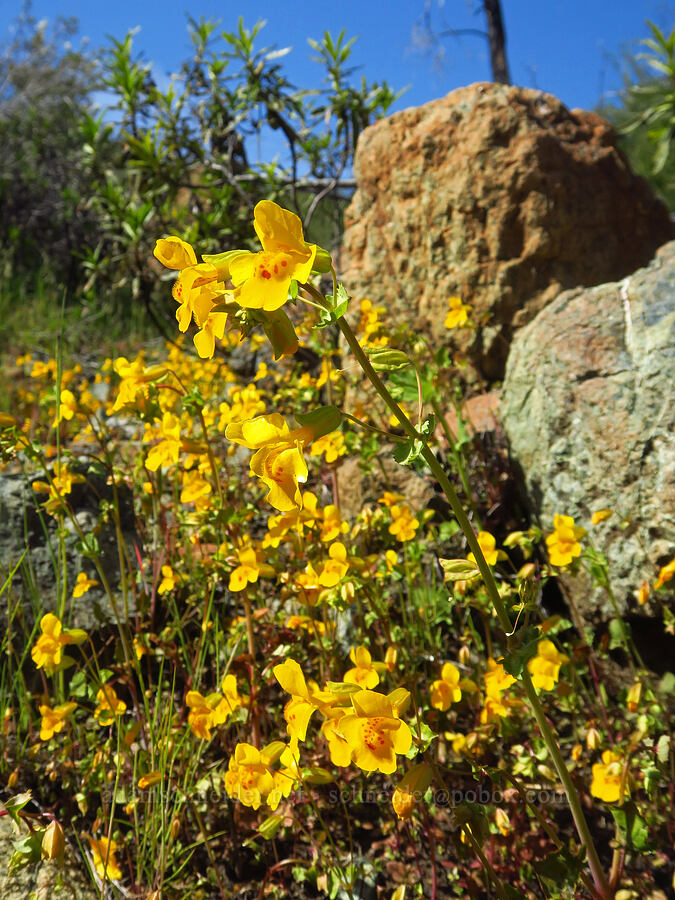 yellow monkeyflower (Erythranthe guttata (Mimulus guttatus)) [Highway 20, Colusa County, California]