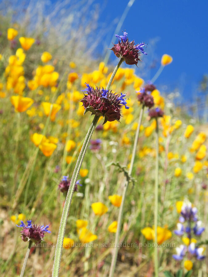 chia sage (Salvia columbariae) [Bear Valley Road, Colusa County, California]