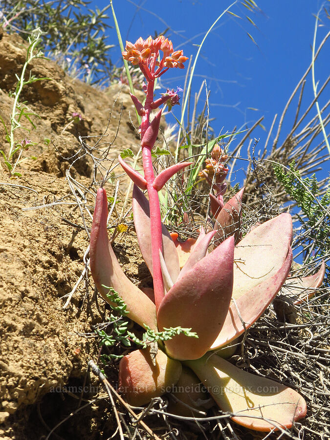 rock lettuce (canyon live-forever) (Dudleya cymosa) [Bear Valley Road, Colusa County, California]