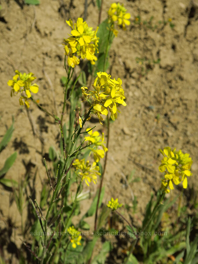 charlock mustard (Sinapis arvensis) [Bear Valley Road, Colusa County, California]