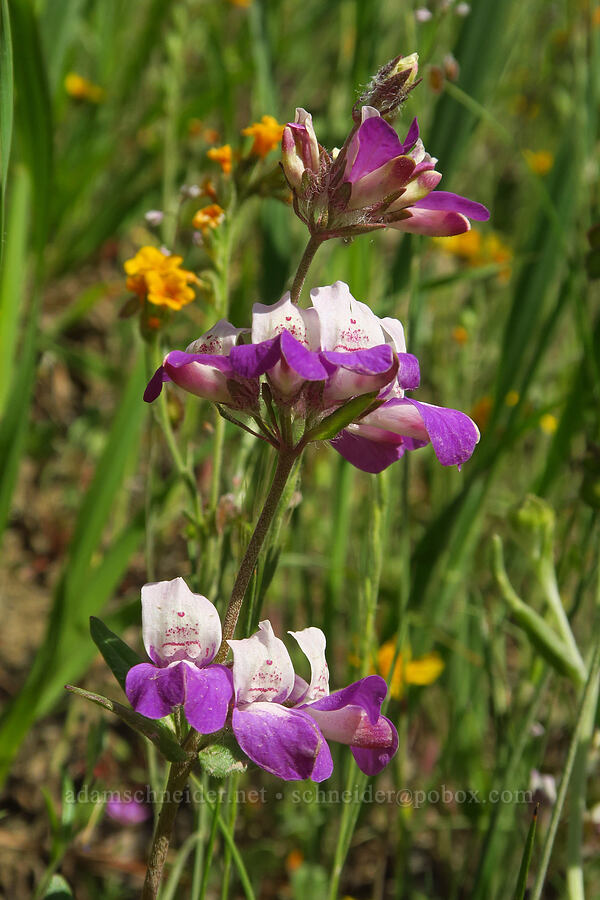 purple Chinese houses (Collinsia heterophylla) [Bear Valley Road, Colusa County, California]