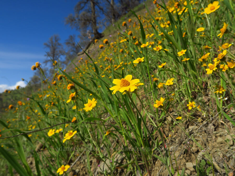 monolopia & fiddleneck (Monolopia major, Amsinckia sp.) [Bear Valley Road, Colusa County, California]