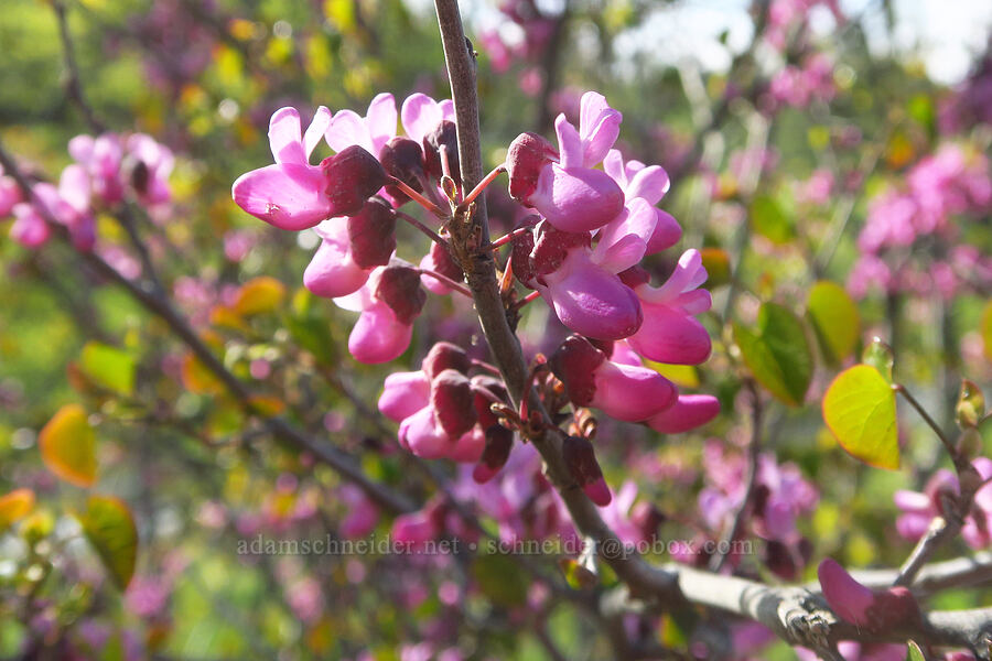western redbud (Cercis occidentalis) [Bear Valley Road, Colusa County, California]