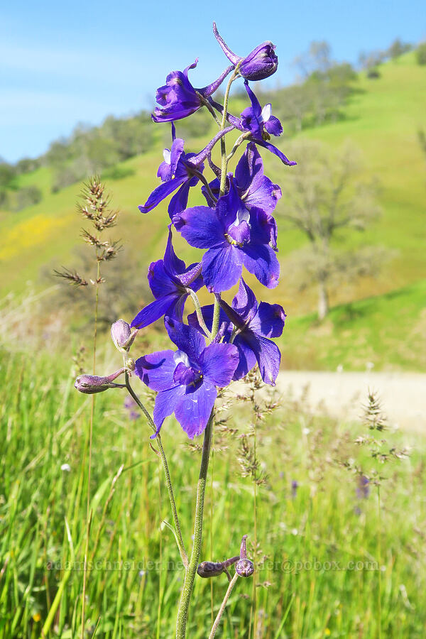 royal larkspur (Delphinium variegatum) [Bear Valley Road, Colusa County, California]