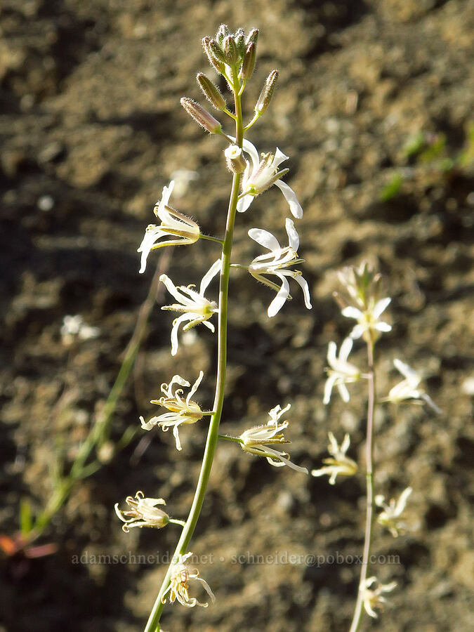 California mustard (?) (Caulanthus lasiophyllus (Guillenia lasiophylla)) [Bear Valley Road, Colusa County, California]