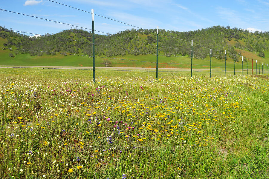 wildflowers [Bear Valley Road, Colusa County, California]