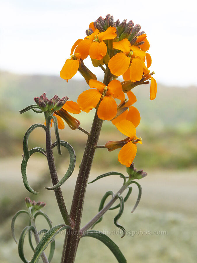 wallflower (Erysimum capitatum) [Brim Road, Colusa County, California]