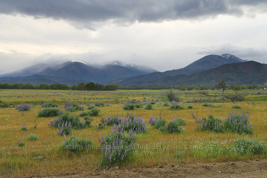 snow-covered mountains & lupines (Lupinus sp.) [Lodoga-Stonyford Road, Colusa County, California]