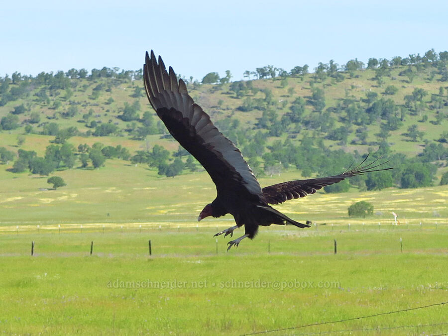 turkey vulture (Cathartes aura) [Tuscan Springs Road, Tehama County, California]
