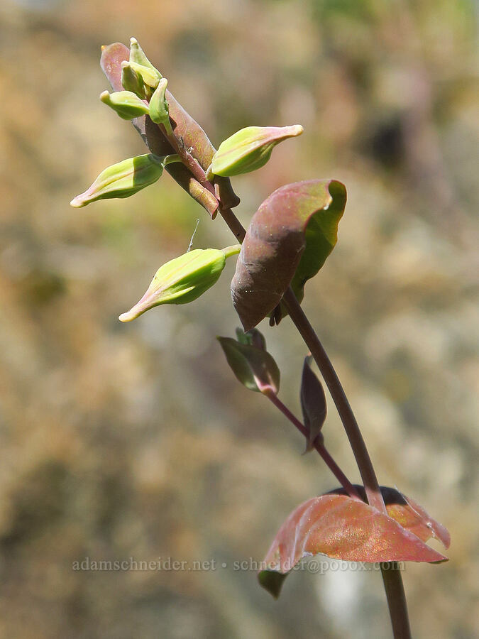 jewelflower, budding (Streptanthus tortuosus) [Clear Creek Gorge, Shasta County, California]