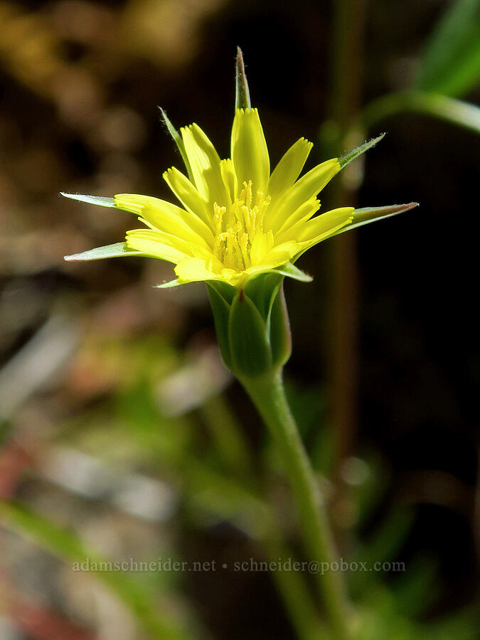 silver-puffs flowers (Uropappus lindleyi (Microseris lindleyi)) [Clear Creek Gorge, Shasta County, California]