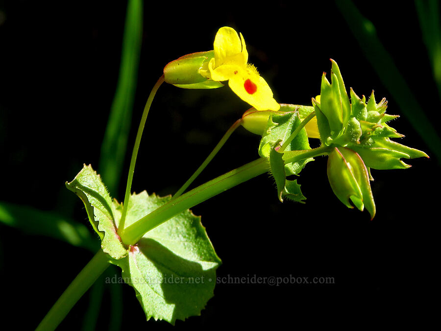 big-nose monkeyflower (Erythranthe nasuta (Mimulus guttatus var. nasutus)) [Clear Creek Gorge, Shasta County, California]