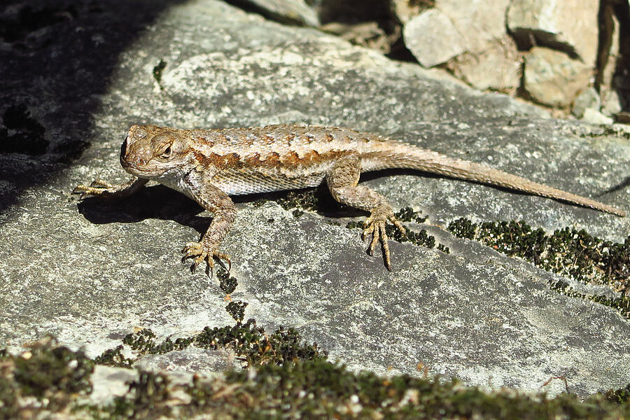 northwestern fence lizard (Sceloporus occidentalis occidentalis) [Clear Creek Gorge, Shasta County, California]