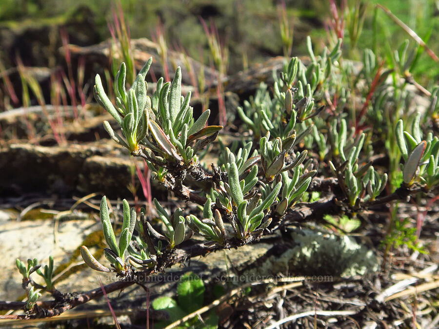 Congdon's buckwheat leaves (Eriogonum congdonii) [Clear Creek Gorge, Shasta County, California]