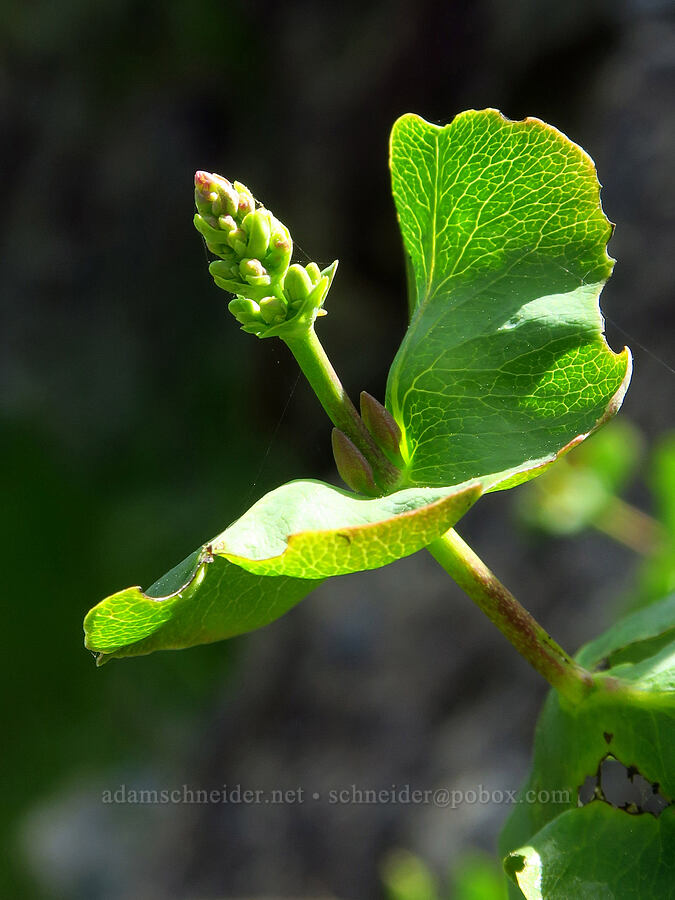 chaparral honeysuckle, budding (Lonicera interrupta) [Clear Creek Gorge, Shasta County, California]