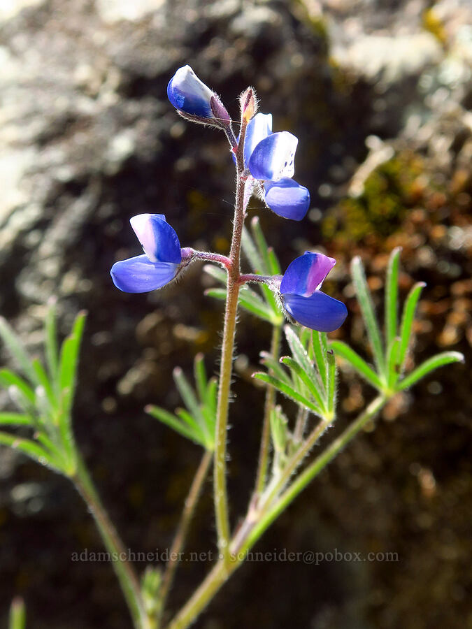 miniature lupine (Lupinus bicolor) [Clear Creek Gorge, Shasta County, California]