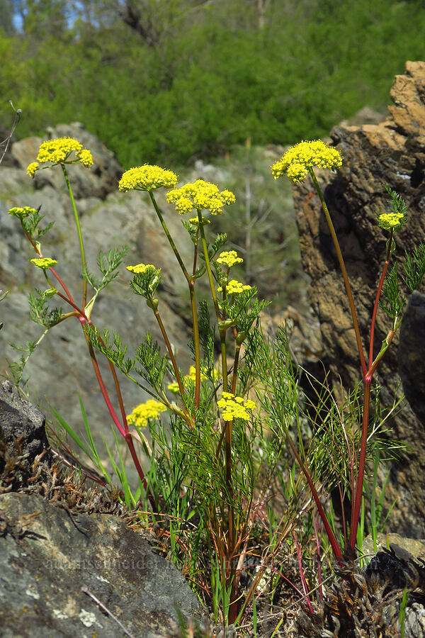 spring-gold desert parsley (Lomatium utriculatum) [Clear Creek Gorge, Shasta County, California]