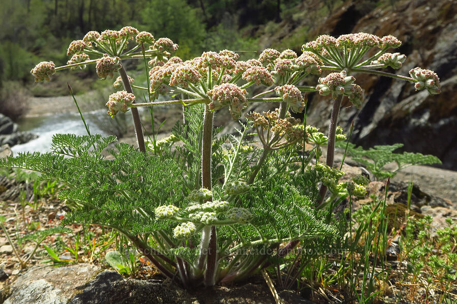 woolly-fruited desert parsley (Lomatium dasycarpum) [Clear Creek Gorge, Shasta County, California]
