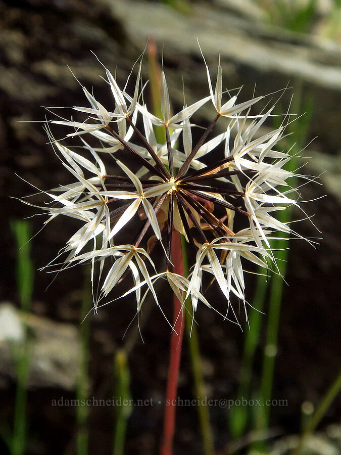 silver-puffs seeds (Uropappus lindleyi (Microseris lindleyi)) [Clear Creek Gorge, Shasta County, California]
