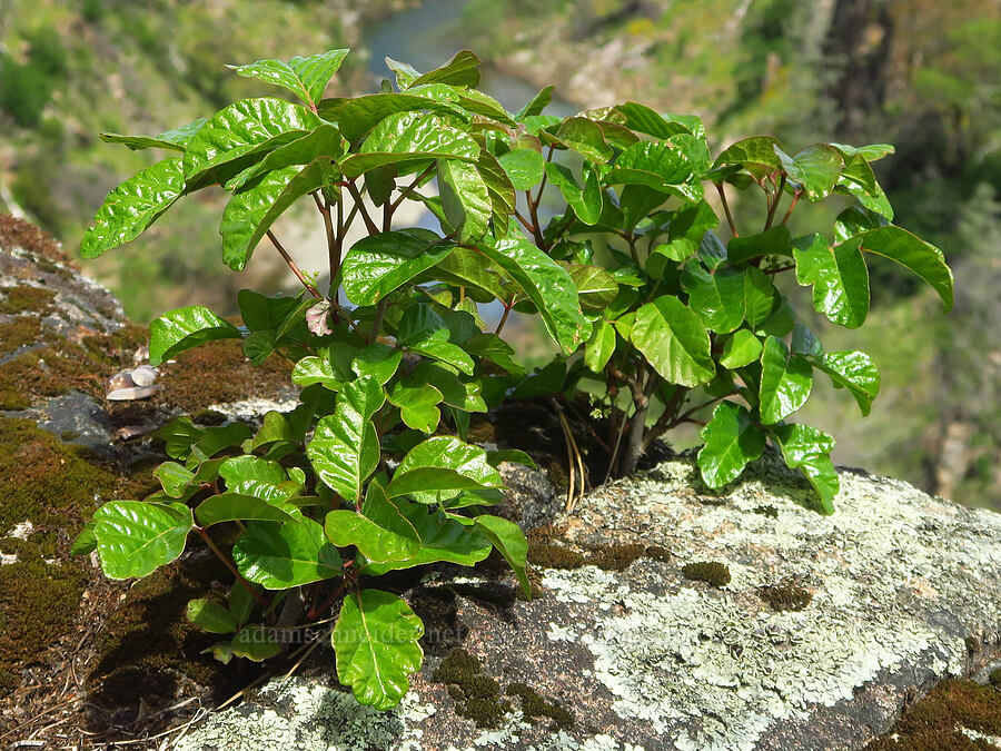 poison-oak (Toxicodendron diversilobum (Rhus diversiloba)) [Clear Creek, Shasta County, California]
