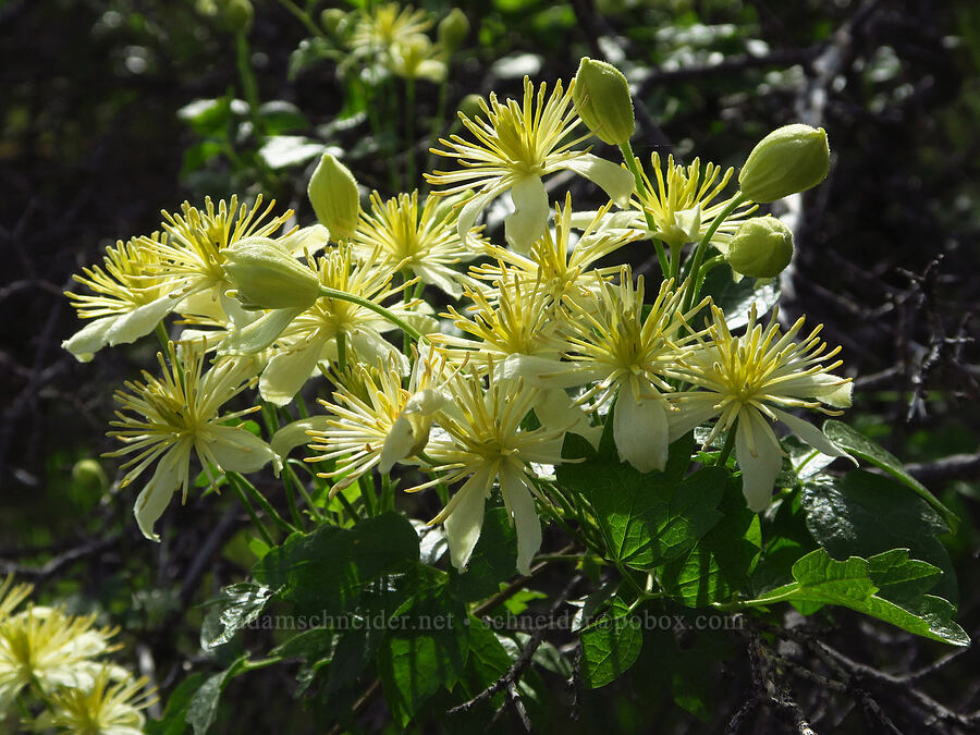 pipe-stem clematis (Clematis lasiantha) [Clear Creek, Shasta County, California]
