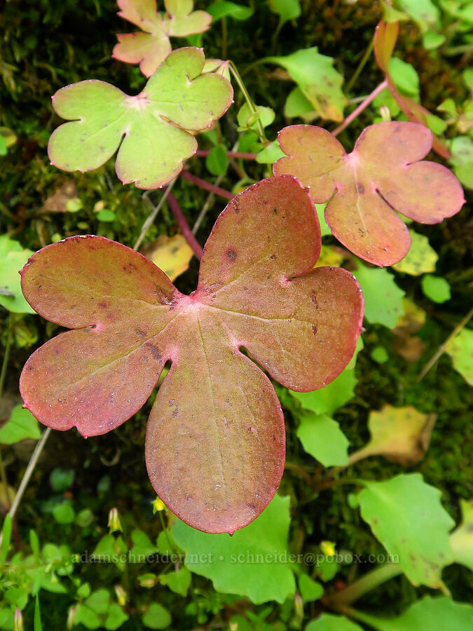 red larkspur seedlings (Delphinium nudicaule) [Clear Creek, Shasta County, California]