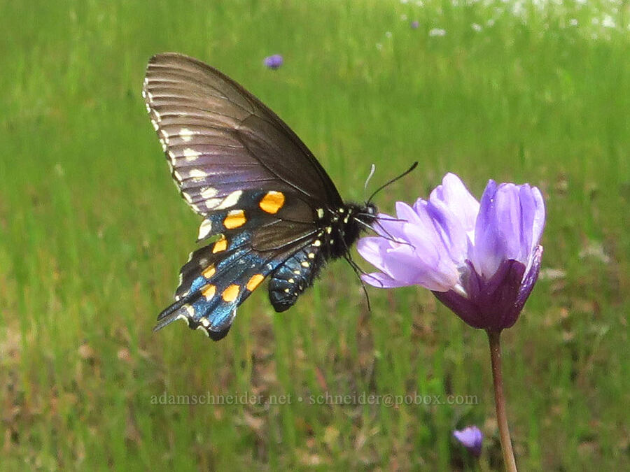 pipevine swallowtail butterfly on blue dicks (Battus philenor, Dipterostemon capitatus (Dichelostemma capitatum)) [Horsetown-Clear Creek Preserve, Shasta County, California]