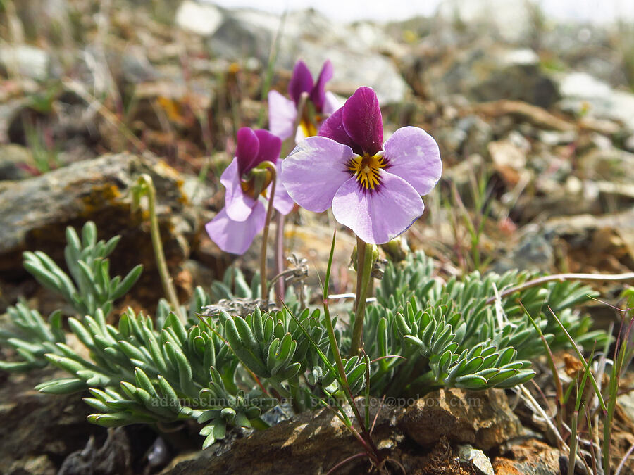 Great basin violets (Viola beckwithii) [China Hill, Yreka, Siskiyou County, California]