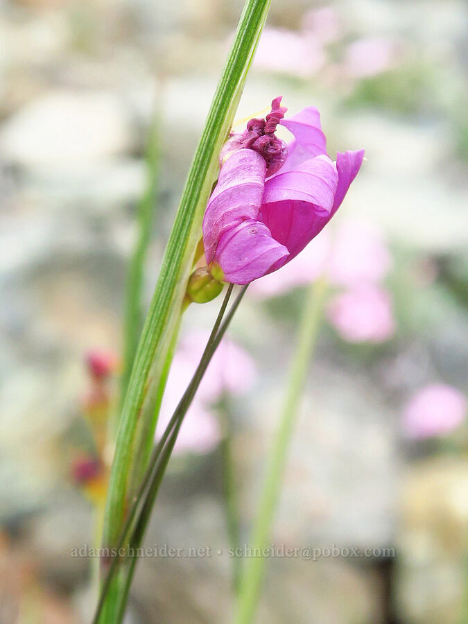 grass-widow, fading (Olsynium douglasii) [China Hill, Yreka, Siskiyou County, California]