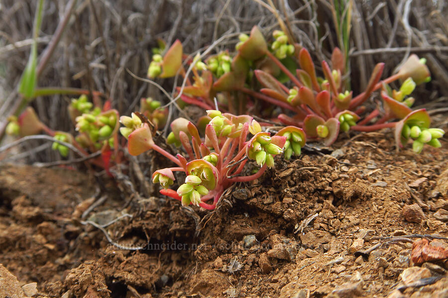 glaucous spring-beauty (Claytonia exigua ssp. glauca (Montia exigua ssp. glauca)) [China Hill, Yreka, Siskiyou County, California]