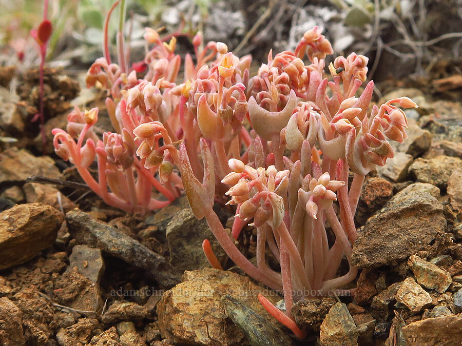 serpentine spring-beauty (Claytonia exigua ssp. exigua (Montia exigua ssp. exigua)) [China Hill, Yreka, Siskiyou County, California]