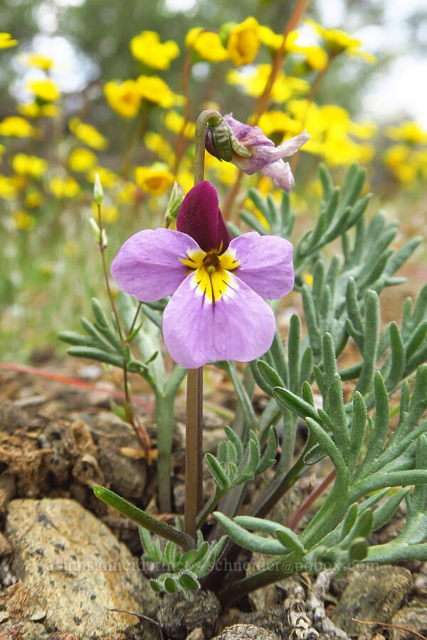 Great basin violet & gold stars (Viola beckwithii, Crocidium multicaule) [China Hill, Yreka, Siskiyou County, California]