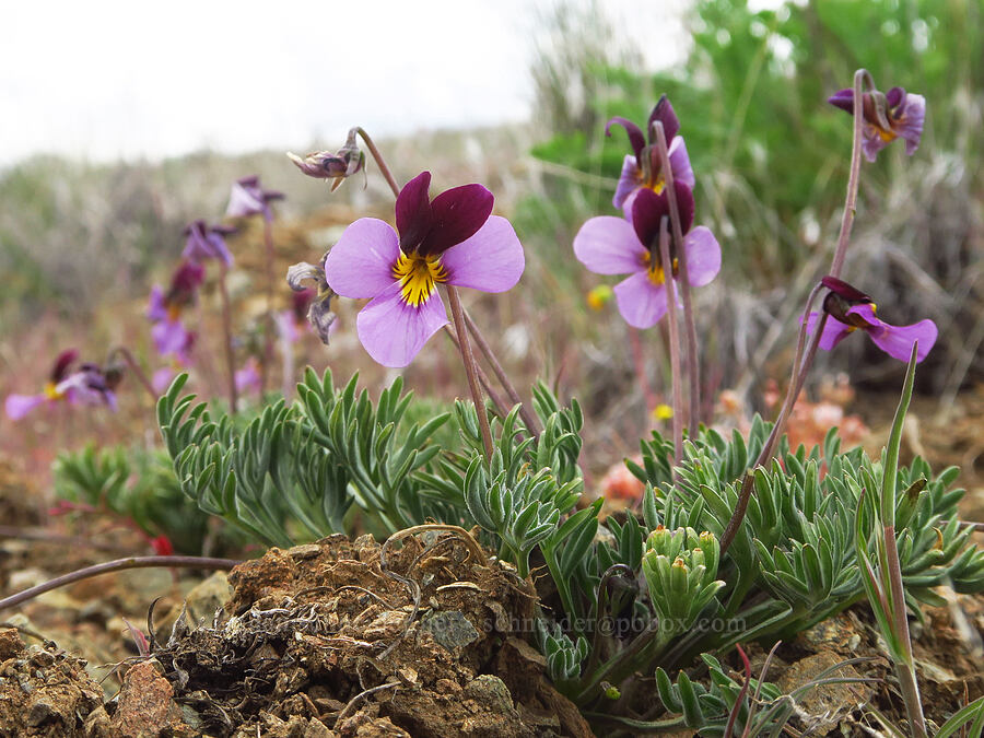 Great basin violets (Viola beckwithii) [China Hill, Yreka, Siskiyou County, California]