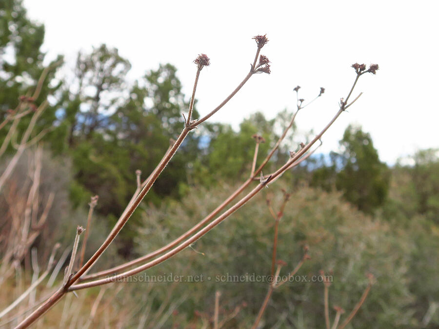 oblong-leaved buckwheat (Eriogonum nudum var. oblongifolium) [China Hill, Yreka, Siskiyou County, California]