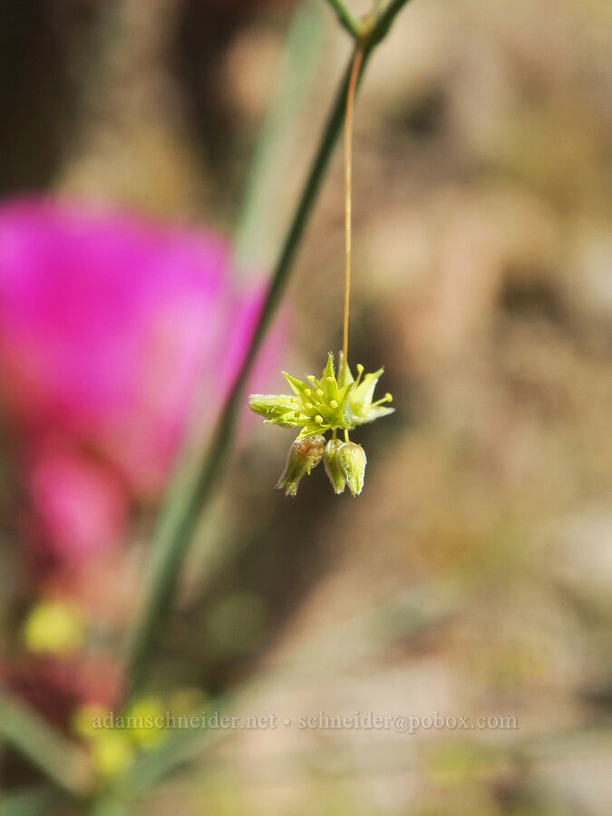 desert trumpet buckwheat flowers (Eriogonum inflatum) [Jubilee Pass Road, Death Valley National Park, Inyo County, California]