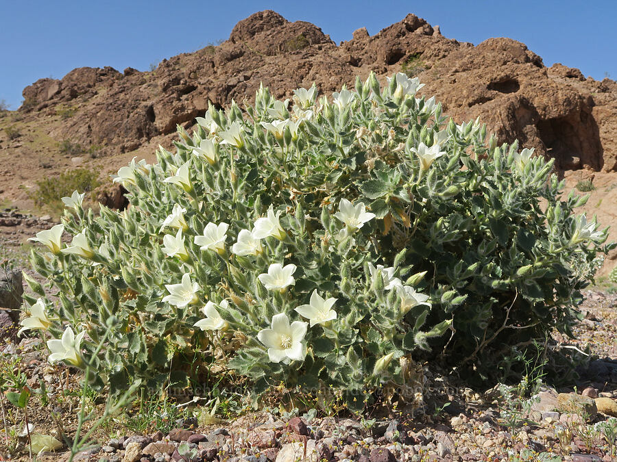 rock nettle (Eucnide urens) [Jubilee Pass Road, Death Valley National Park, Inyo County, California]