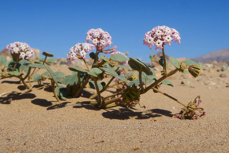 desert sand-verbena (Abronia villosa) [Jubilee Pass Road, Death Valley National Park, Inyo County, California]
