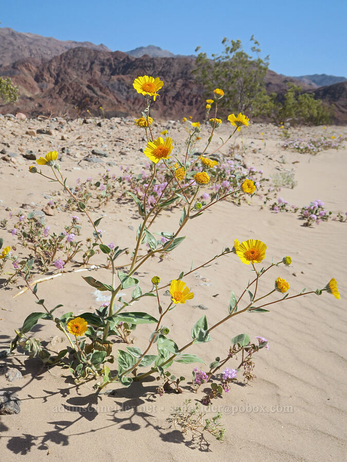 desert gold (Geraea canescens) [Jubilee Pass Road, Death Valley National Park, Inyo County, California]