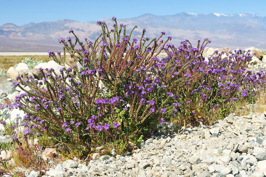 notch-leaf phacelia (Phacelia crenulata var. crenulata) [Badwater Road, Death Valley National Park, Inyo County, California]