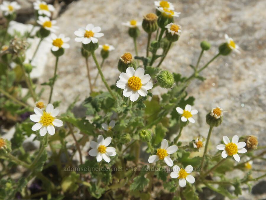 Emory's rock-daisy (Perityle emoryi) [Badwater Road, Death Valley National Park, Inyo County, California]