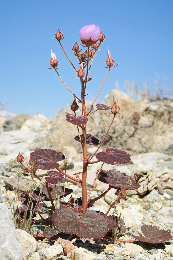 desert five-spot (Eremalche rotundifolia) [Badwater Road, Death Valley National Park, Inyo County, California]