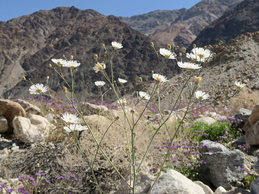 gravel ghost (Atrichoseris platyphylla (Malacothrix platyphylla)) [Badwater Road, Death Valley National Park, Inyo County, California]