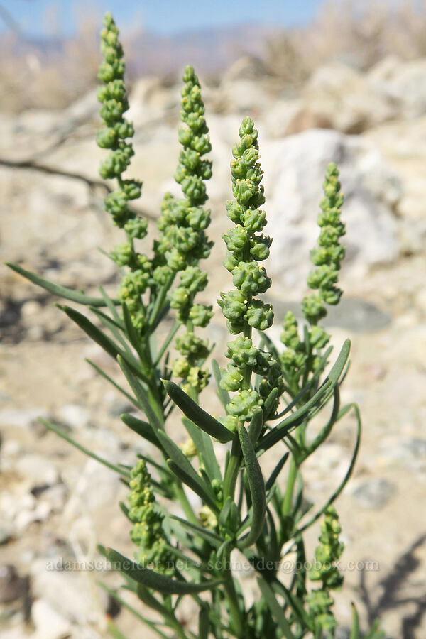 line-leaf white-puff (Oligomeris linifolia (Reseda linifolia)) [Badwater Road, Death Valley National Park, Inyo County, California]