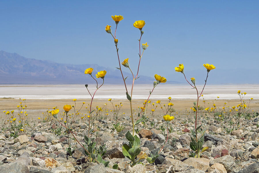 desert gold (Geraea canescens) [Mormon Point, Death Valley National Park, Inyo County, California]